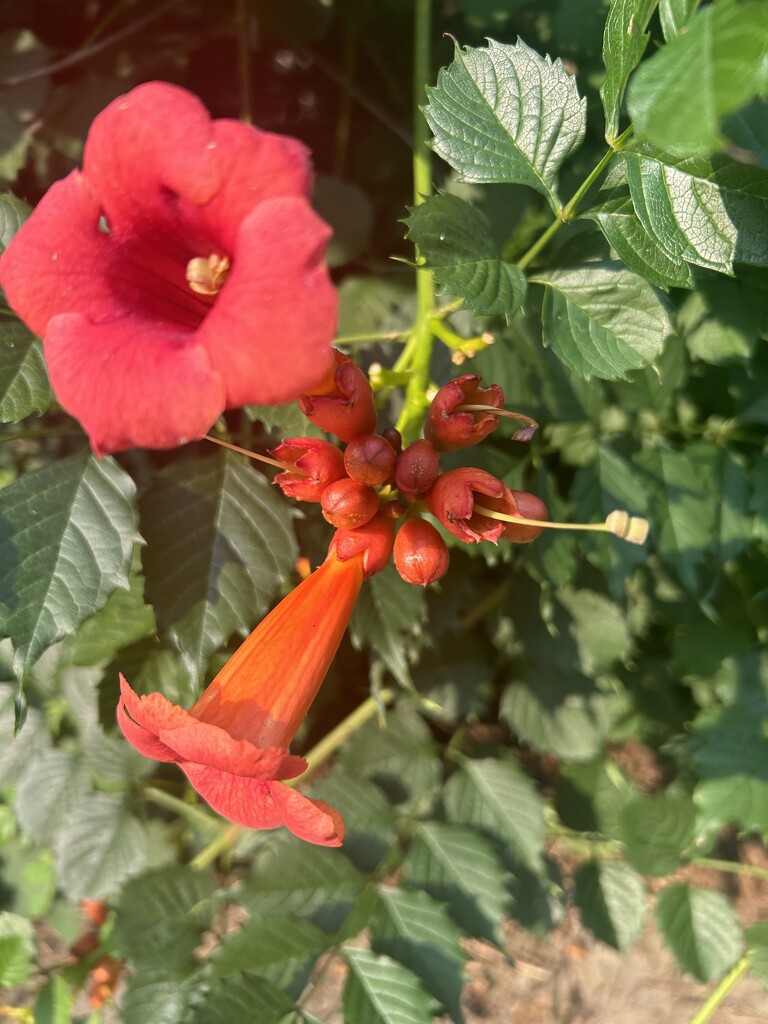 Trumpet creeper by mltrotter