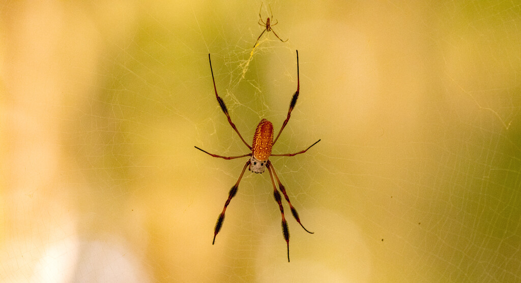 I Think It's Mr and Mrs Spider! by rickster549