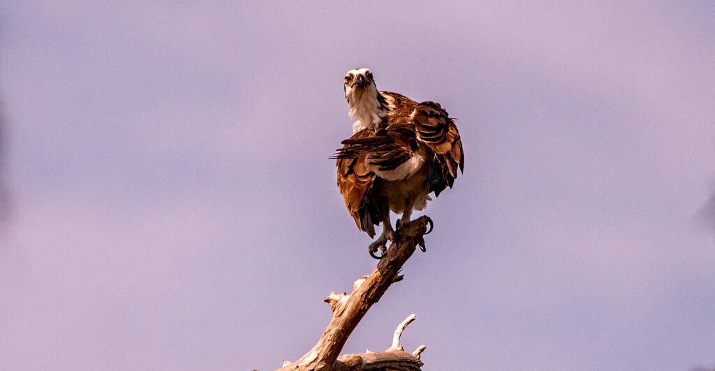 Osprey Taking Care of the Feathers! by rickster549