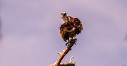 3rd Aug 2024 - Osprey Taking Care of the Feathers!