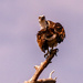 Osprey Taking Care of the Feathers! by rickster549