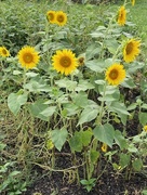 4th Aug 2024 - Sunflowers