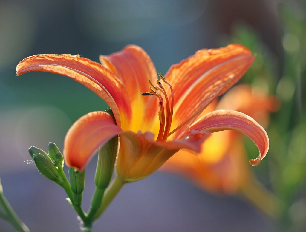 Daylily by lynnz