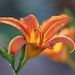 Daylily by lynnz