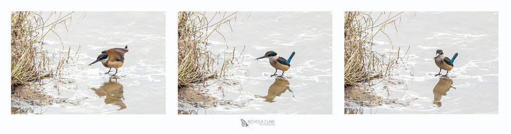 Kingfisher Fishing by nickspicsnz