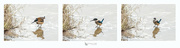 25th Jul 2024 - Kingfisher Fishing