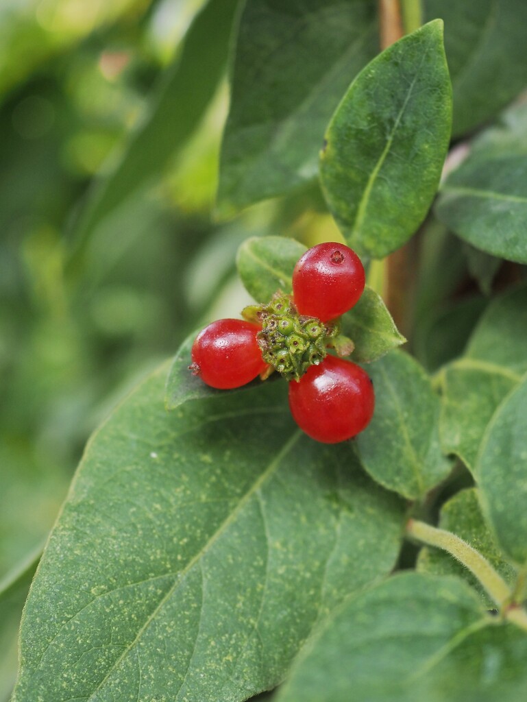 Honeysuckle berry trio by monikozi