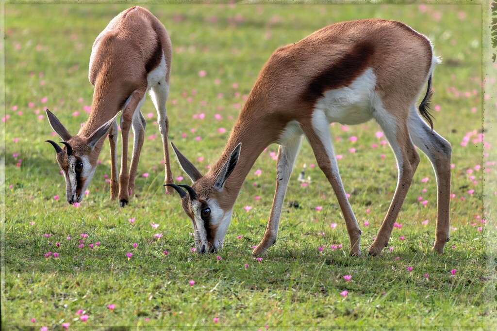 Two of the young ones by ludwigsdiana