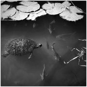 3rd Aug 2024 - A Turtle Amongst Fish