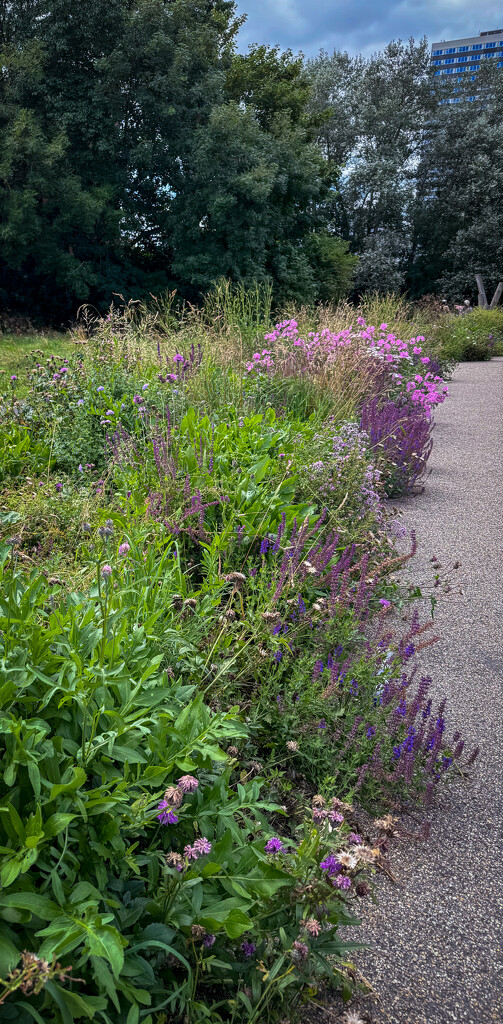 Purple Borders by eviehill