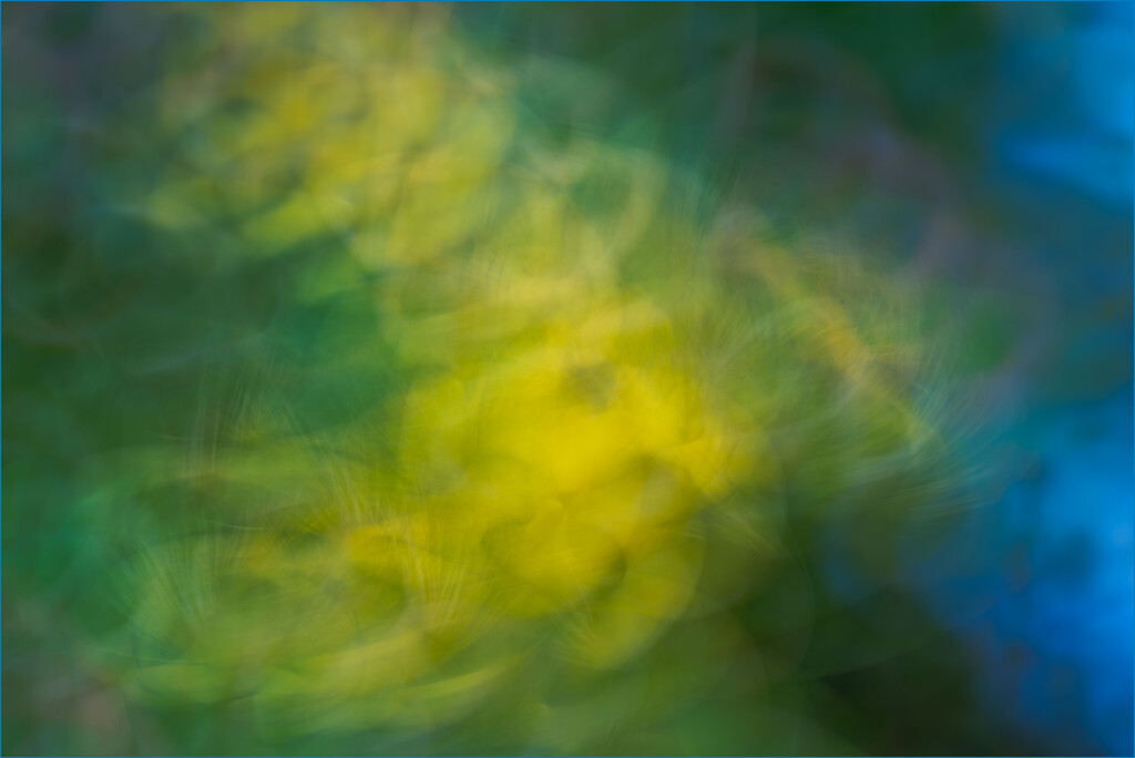 Garden - yellow and blue flowers by clifford