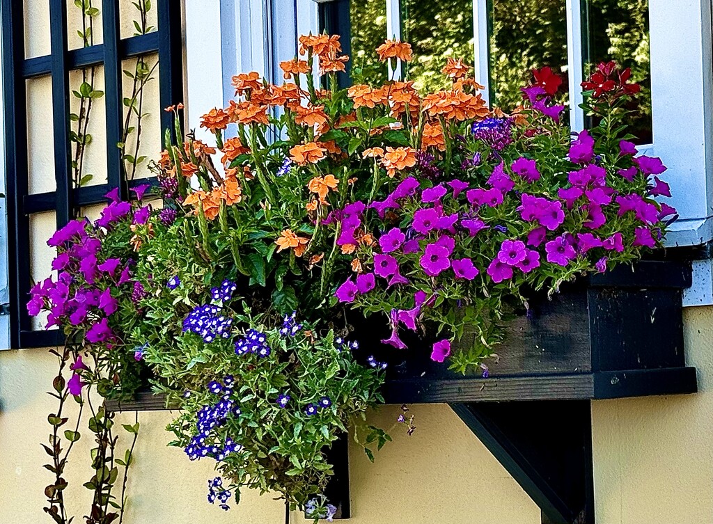 Window flower box, Charleston Historic District by congaree