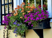 4th Aug 2024 - Window flower box, Charleston Historic District