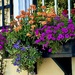 Window flower box, Charleston Historic District by congaree