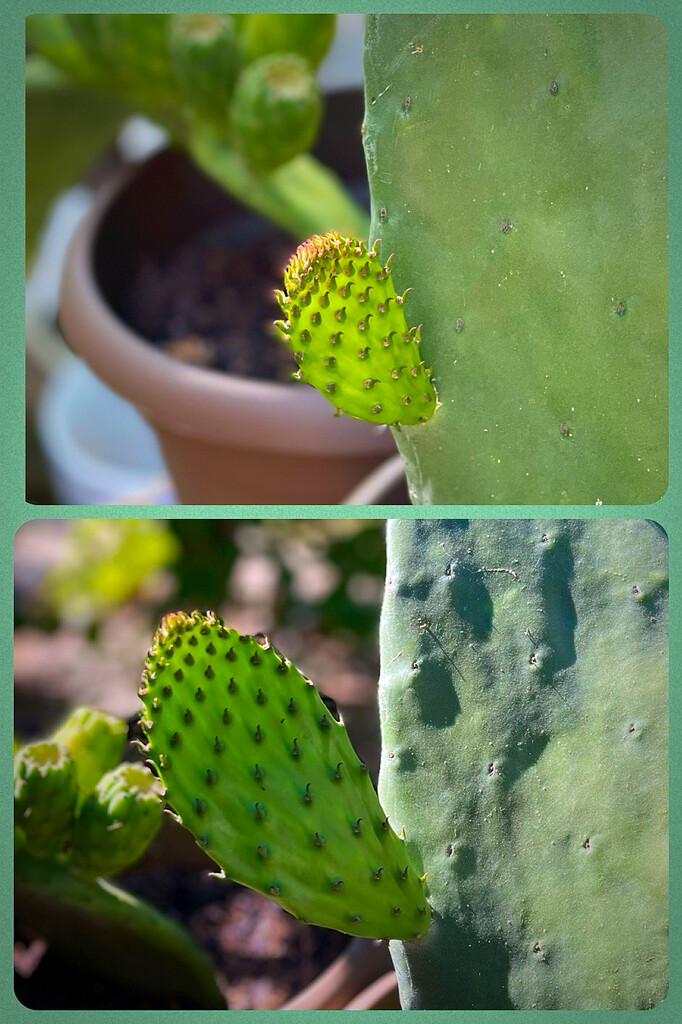 A Cactus by gardenfolk