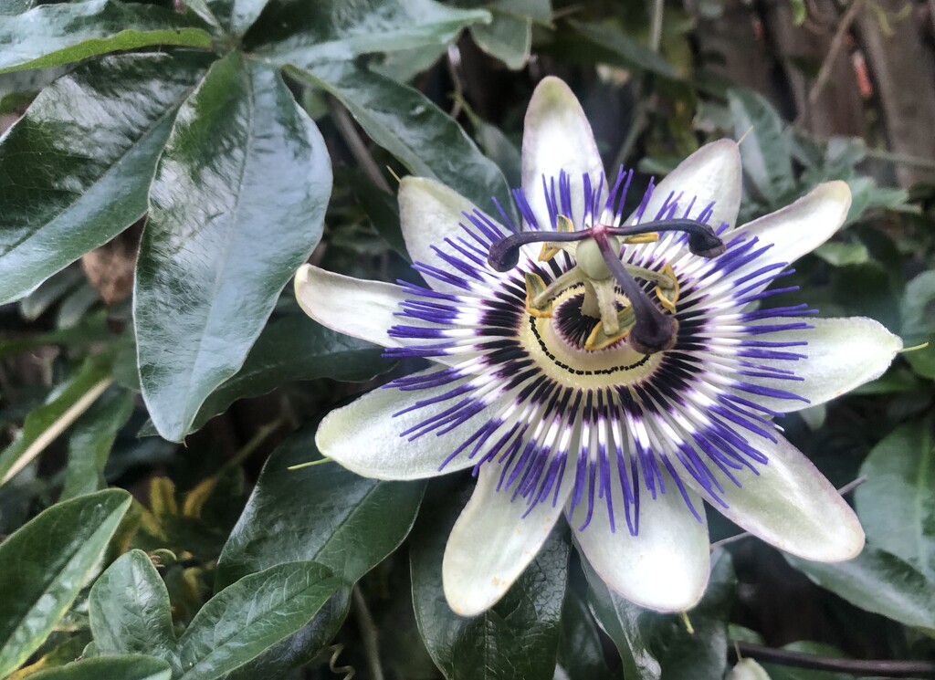 Passionflower  by sleepingexplorer