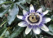 14th Jul 2024 - Passionflower 