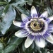 Passionflower  by sleepingexplorer