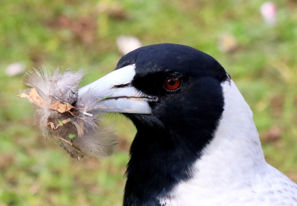 Nest building by gilbertwood