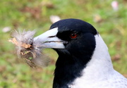 4th Aug 2024 - Nest building