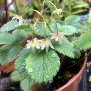 9th Jul 2024 - Strawberry leaves in the rain