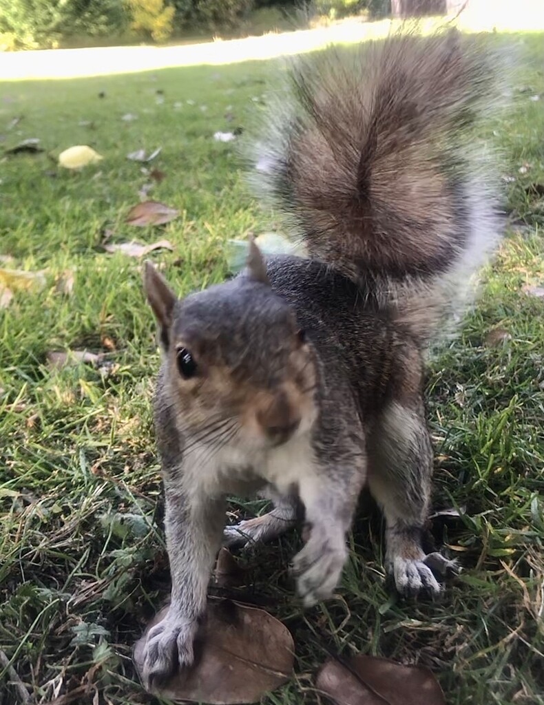 Hello squirrel by sleepingexplorer