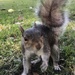 Hello squirrel by sleepingexplorer