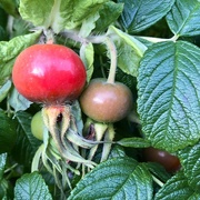 1st Jul 2024 - Rosehips 