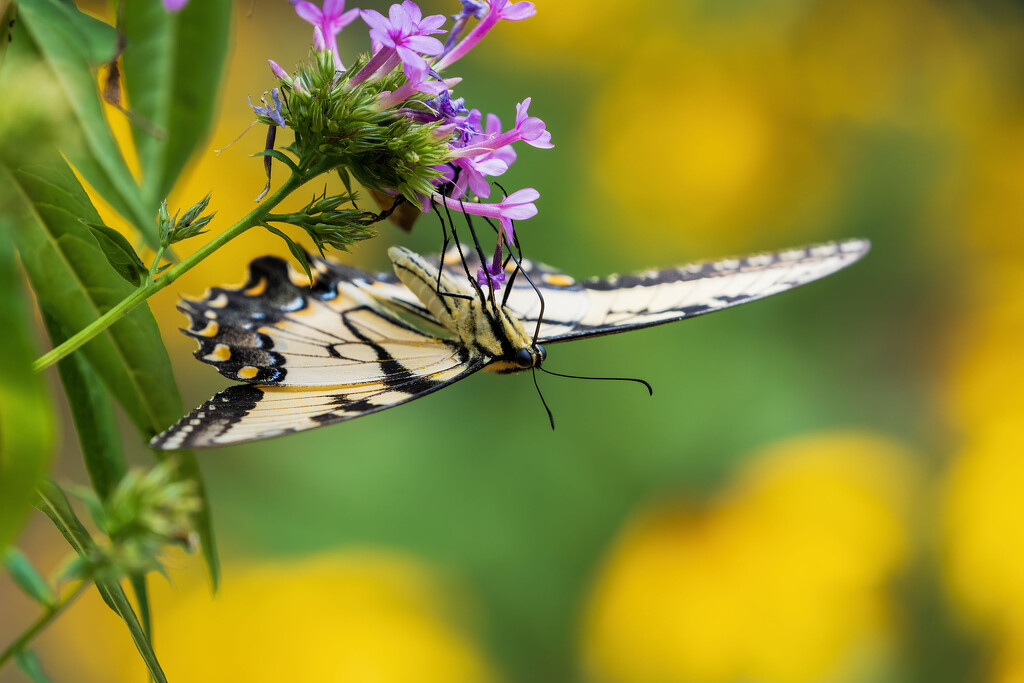 Upside Down by kvphoto