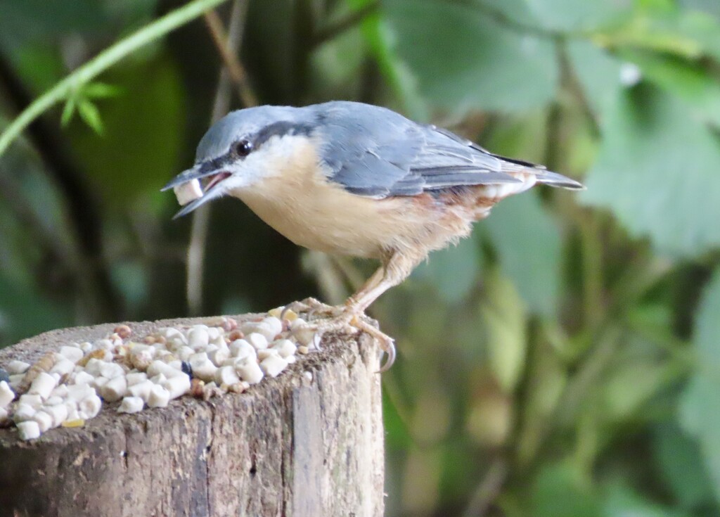 Nuthatch at RSPB Middleton Lakes by orchid99