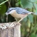 Nuthatch at RSPB Middleton Lakes by orchid99