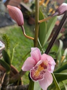 4th Aug 2024 - Pink Orchid 