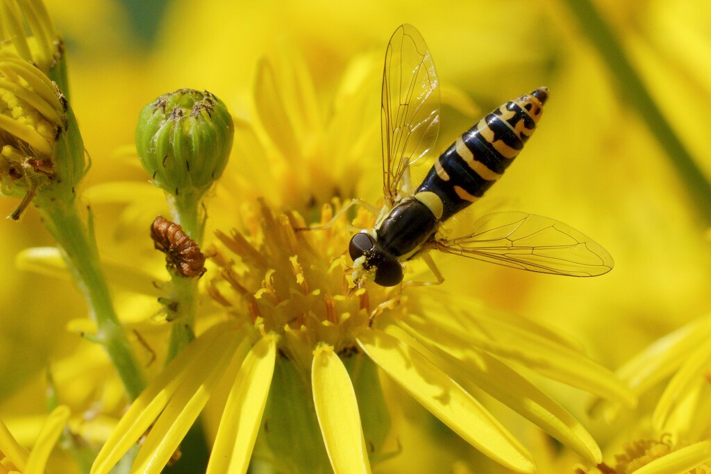 HOVER-FLY AT TWO O'CLOCK by markp