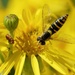 HOVER-FLY AT TWO O'CLOCK