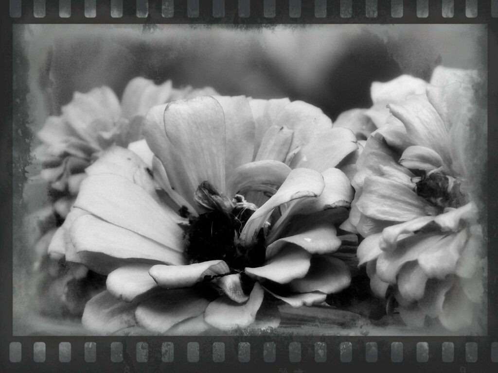 Deadheading the zinnias... by marlboromaam