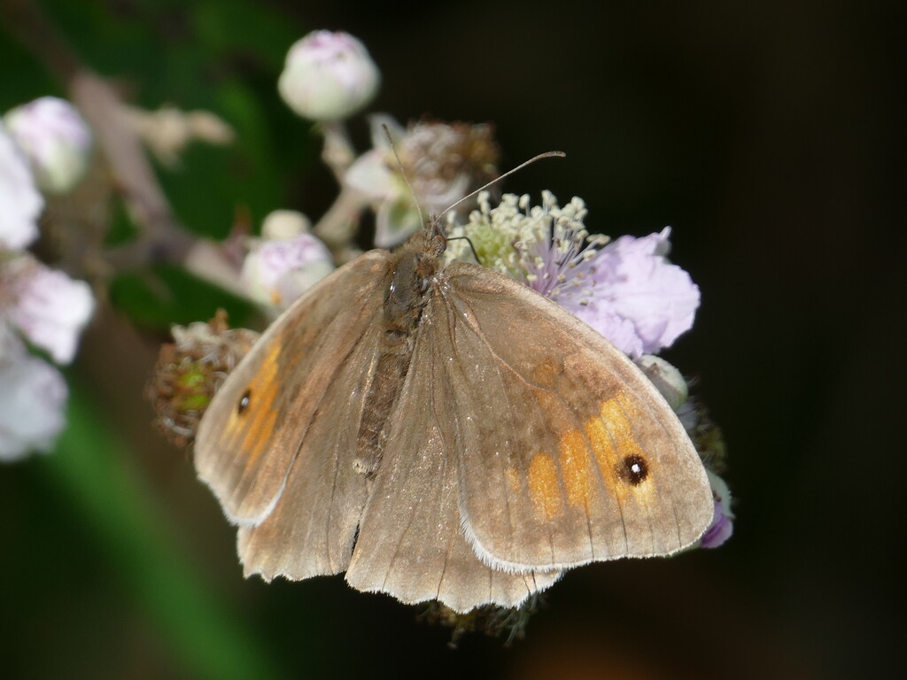 meadow brown by cam365pix