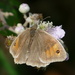 meadow brown