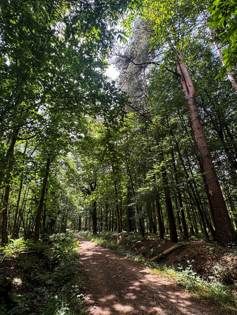 Cycle ride through the wood by wakelys