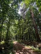 4th Aug 2024 - Cycle ride through the wood