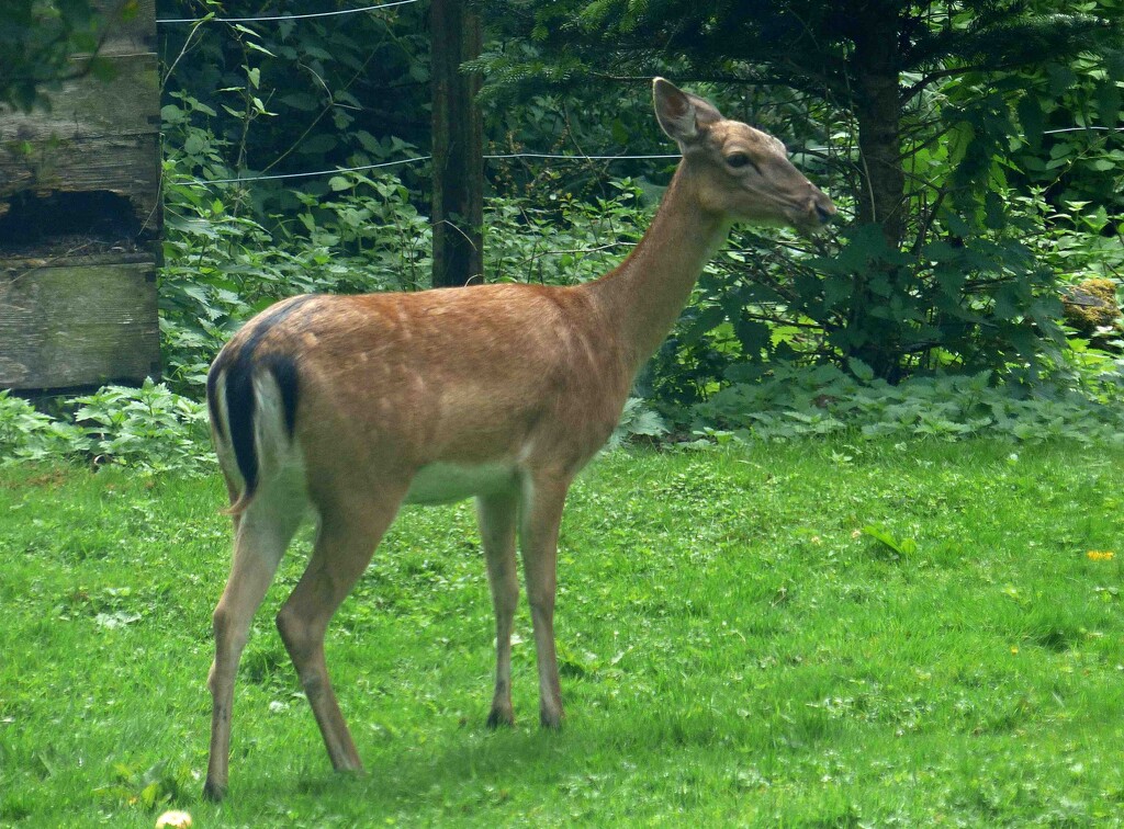 Fallow Deer by arkensiel