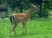 3rd Aug 2024 - Fallow Deer