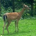 Fallow Deer by arkensiel