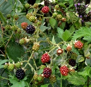 4th Aug 2024 - Blackberries