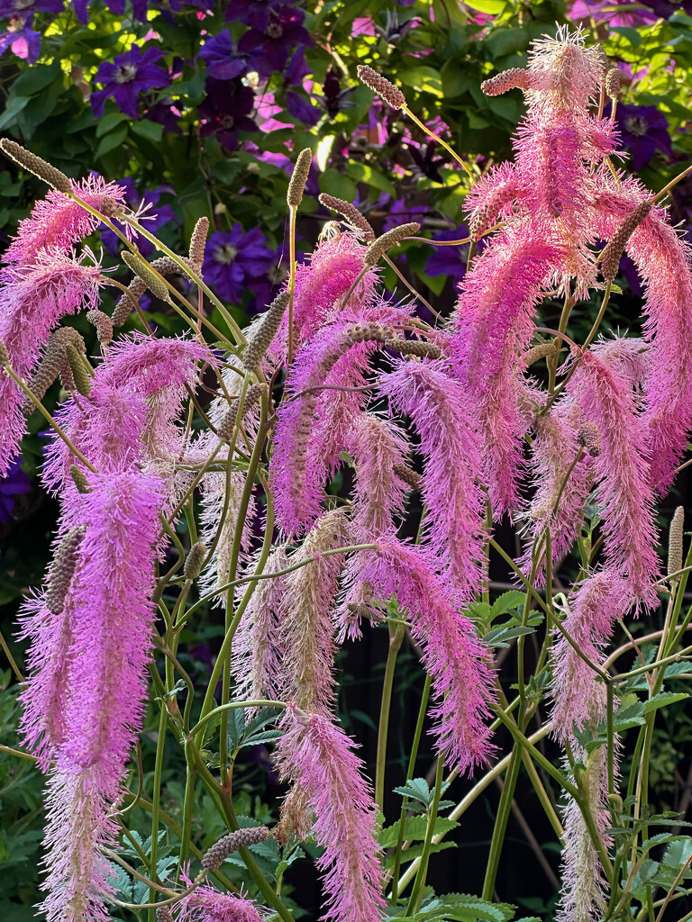 Squirrel Tail Plant by 365projectmaxine