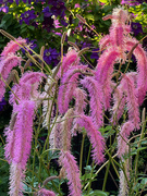 3rd Aug 2024 - Squirrel Tail Plant