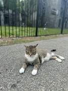 3rd Aug 2024 - A Cat & A Castle