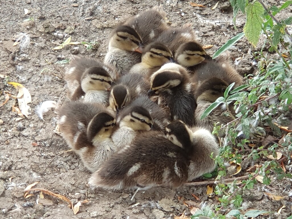 Ducklings  by rosiekind