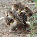 Ducklings  by rosiekind