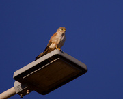 4th Aug 2024 - Watching For Dinner P8043155