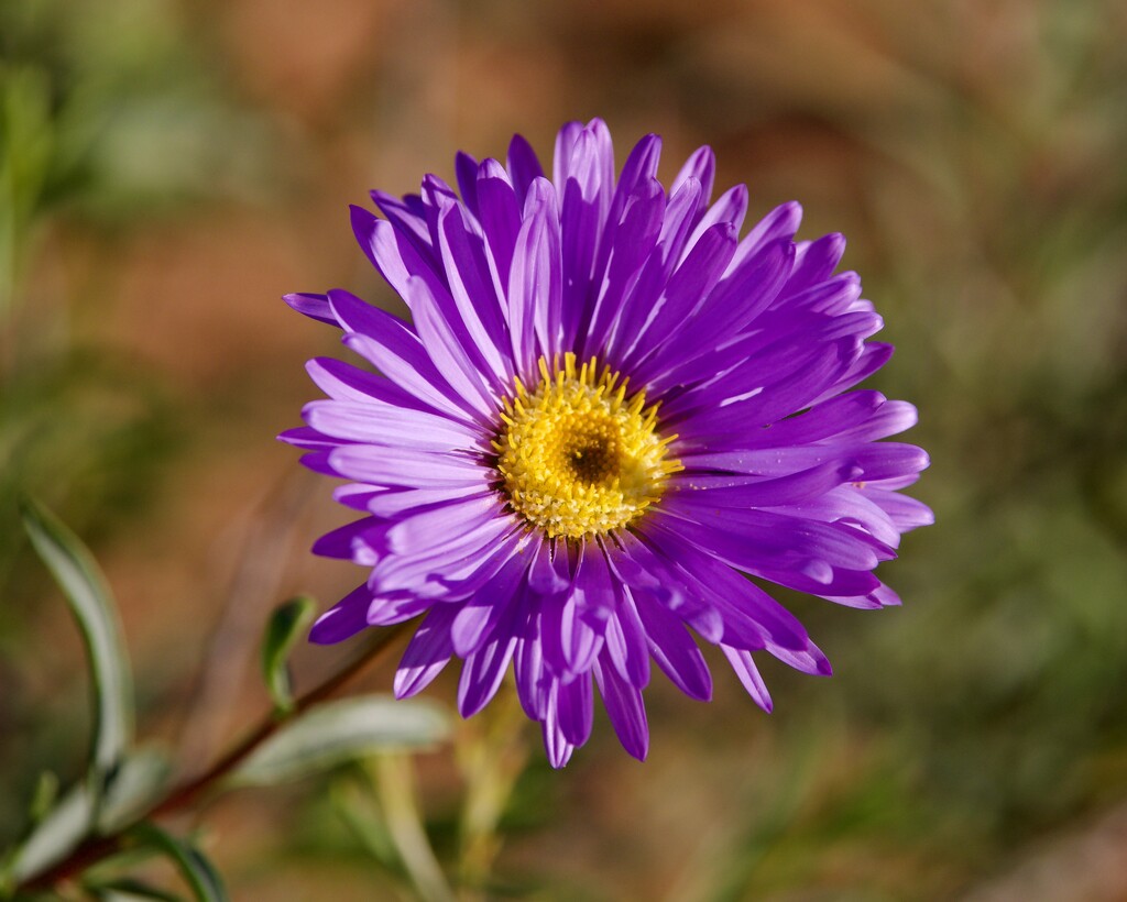 Shark Bay Daisy P8043143 by merrelyn